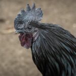 Merayakan Dadar Beredar Tambun dalam Setiap Acara Spesial