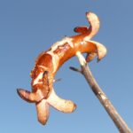 Dadar Beredar Tambun: Membuktikan Cita Rasa yang Selalu Dinanti